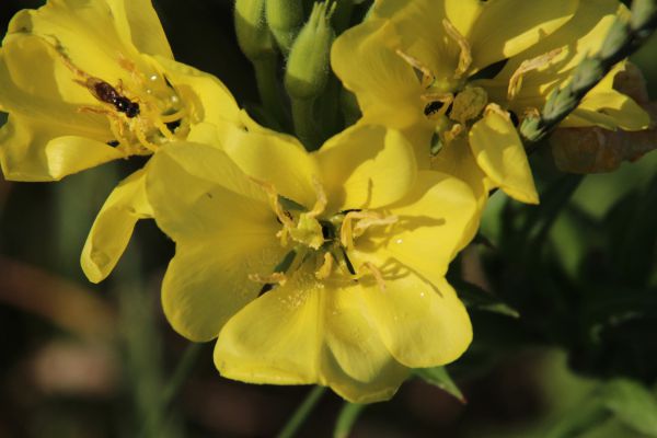 06 Oenothera agg 06 Oenothera agg