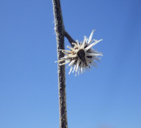 Hadersdorf 49 07 06 2014 Hadersdorf 49 07 06 2014