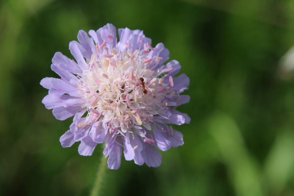 KnautiaArven002 KnautiaArven002