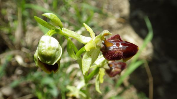 MippiFruhling 49 27 04 2014 MippiFruhling 49 27 04 2014