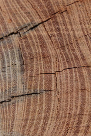 Robinia pseudoacacia 26 04 15 004 Robinia pseudoacacia 26 04 15 004