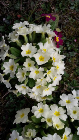 angelika nowacek 02 angelika nowacek 02