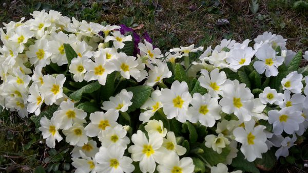 angelika nowacek 04 angelika nowacek 04