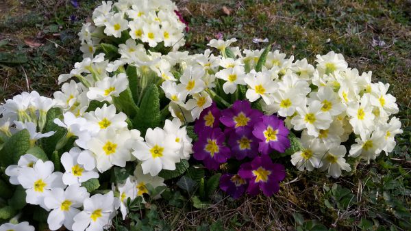 angelika nowacek 06 angelika nowacek 06