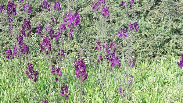 angelika nowacek 13 angelika nowacek 13