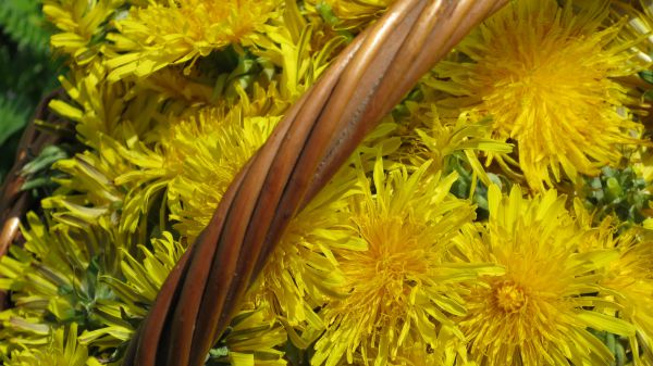 angelika nowacek 22 angelika nowacek 22