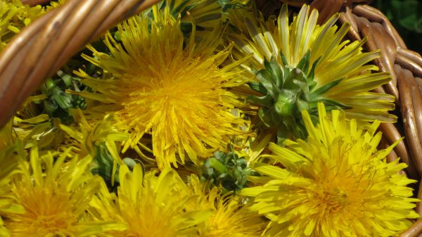 angelika nowacek 23 angelika nowacek 23