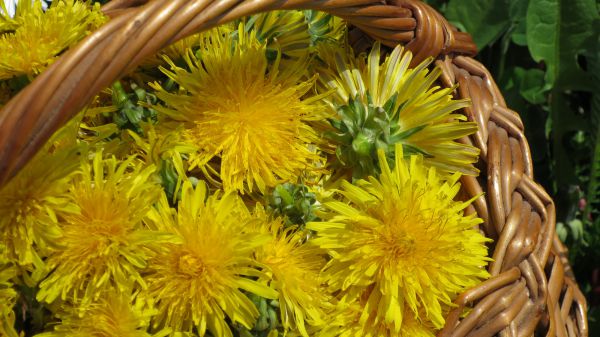 angelika nowacek 24 angelika nowacek 24