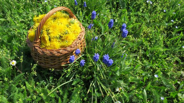 angelika nowacek 25 angelika nowacek 25