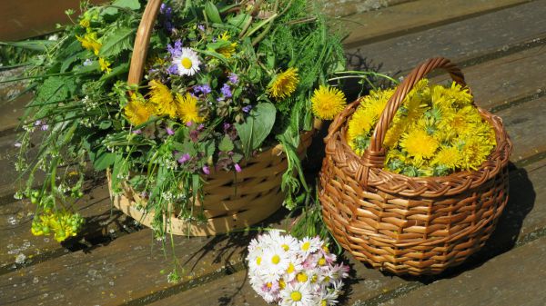 angelika nowacek 31 angelika nowacek 31