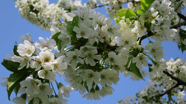 angelika nowacek 32 angelika nowacek 32