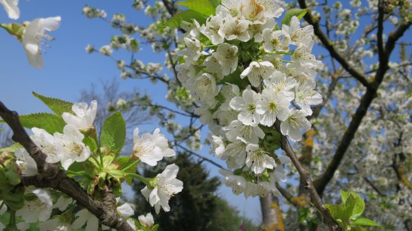 angelika nowacek 33 angelika nowacek 33