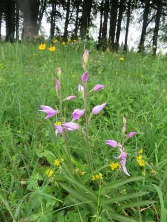 franz hoebarth rotes waldvoeglein franz hoebarth rotes waldvoeglein