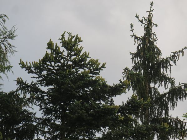 franz hoebarth tanne und fichte franz hoebarth tanne und fichte