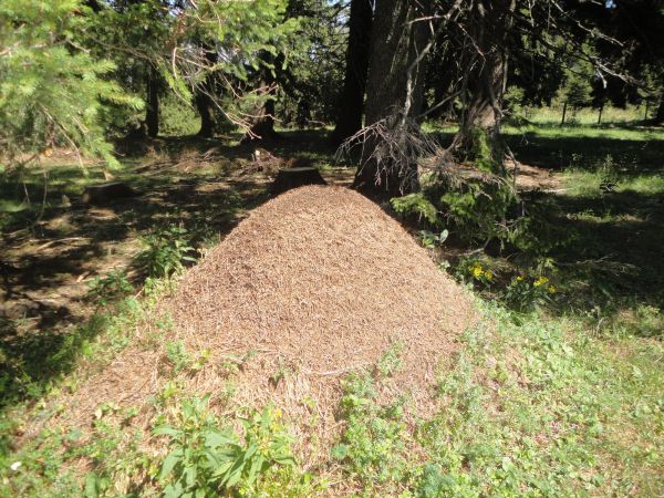 franz hoebarth waldameisen franz hoebarth waldameisen