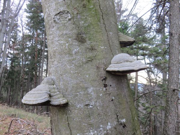 franz hoebarth zunderschwamm franz hoebarth zunderschwamm