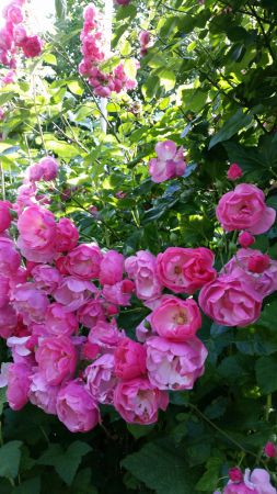 irene blasge 02 irene blasge 02