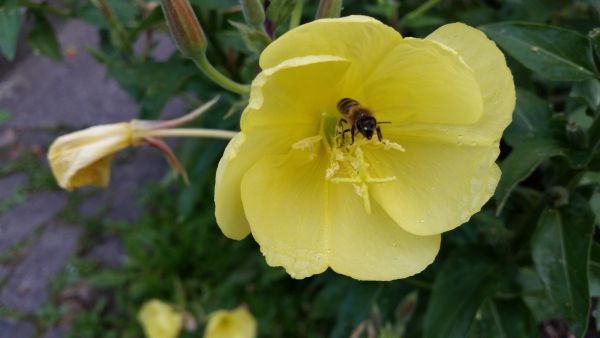 irene blasge 03 irene blasge 03