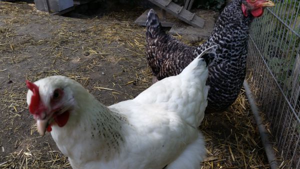 irene blasge 06 irene blasge 06