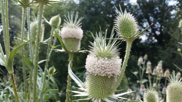 irene blasge 07 irene blasge 07