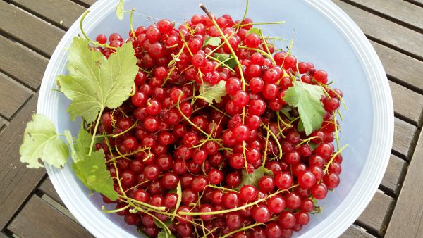 irene blasge 08 irene blasge 08