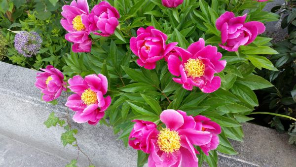 irene blasge 14 irene blasge 14