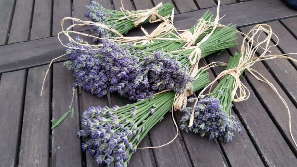 irene blasge 15 irene blasge 15