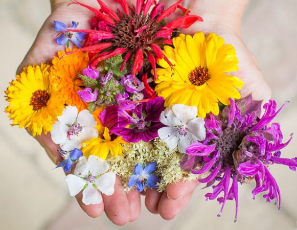 petra regner haindl 08 petra regner haindl 08