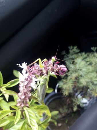 augustine muehlehner 03 augustine muehlehner 03